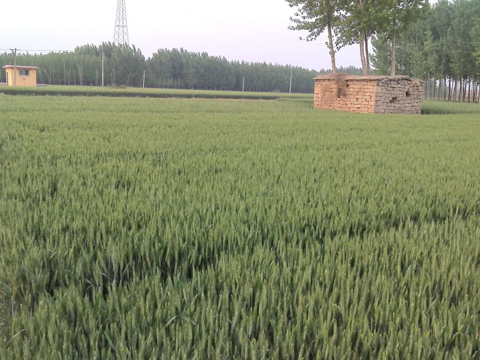 平陰示范田 平陰示范田